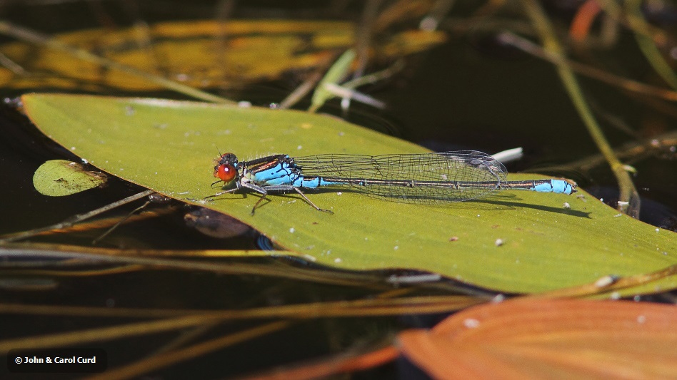 IMG_1218 Erythromma viridulum.JPG